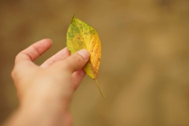 Sarı yeşil sonbahar huş yaprağı tutan kadın el.