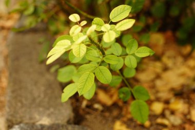 Güz bahçesinde taze yeşil gül yaprakları olan taze çalı..