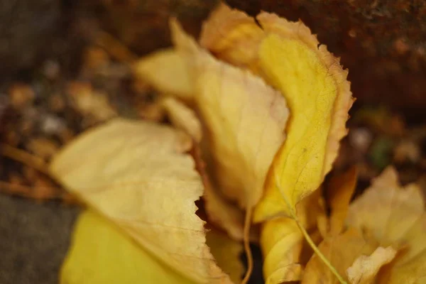 Pile Starych Złotych Suchych Liści Jesieni — Zdjęcie stockowe