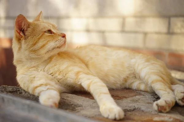 夏天的一天 可爱的生姜猫在房子附近休息 — 图库照片