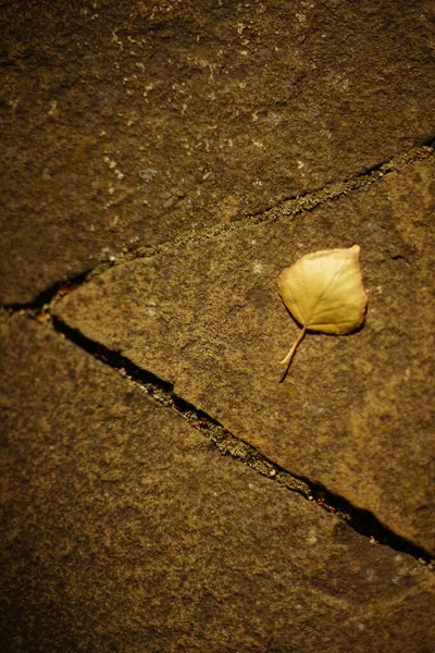 One Dry Birch Tree Leaf Wild Stone Road Sunny Autumn — Stock Photo, Image