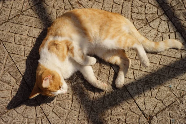 Kızıl Beyaz Kedi Bir Yaz Günü Dışarıda Dinleniyor — Stok fotoğraf