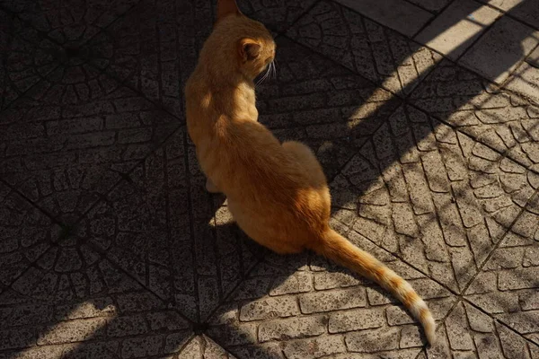 Chat Roux Assis Extérieur Sur Trottoir Carrelé Ensoleillé Avec Ombre — Photo