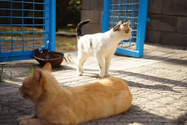 走在生姜猫附近的白猫 在阳光灿烂的秋天里 背景是蓝色的乡村篱笆 — 图库照片