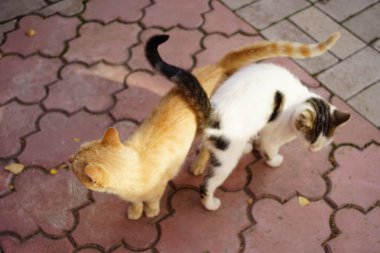 Beyaz benekli kedi ve kızıl kedi sarılır ve güneşli bir sonbahar gününde yürür..