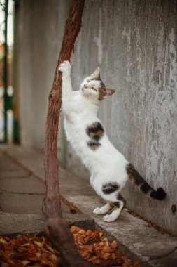 Beyaz benekli kedi, sonbahar bahçesinde pençelerini üzümün gövdesinde keskinleştirir..