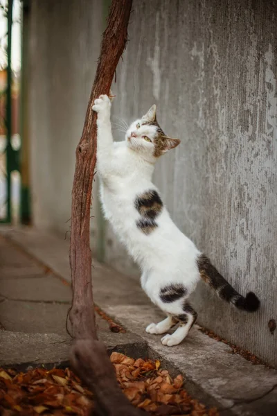 Witte Gevlekte Kat Scherpt Zijn Klauwen Stam Van Druif Herfsttuin — Stockfoto