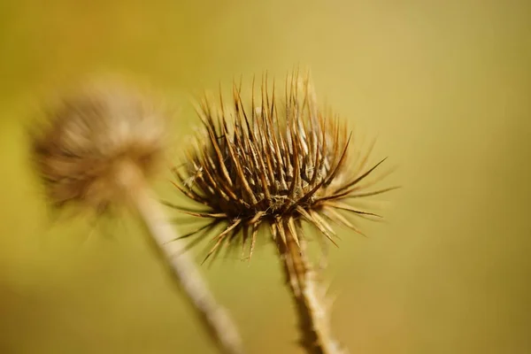 Sonbaharda Büyüyen Kuru Kahverengi Dikenli Bir Bitki Makro Resim — Stok fotoğraf