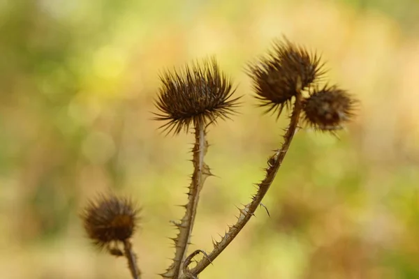 Suche Ostre Ciernie Roślinne Rosnące Jesienią Słonecznym Lesie — Zdjęcie stockowe