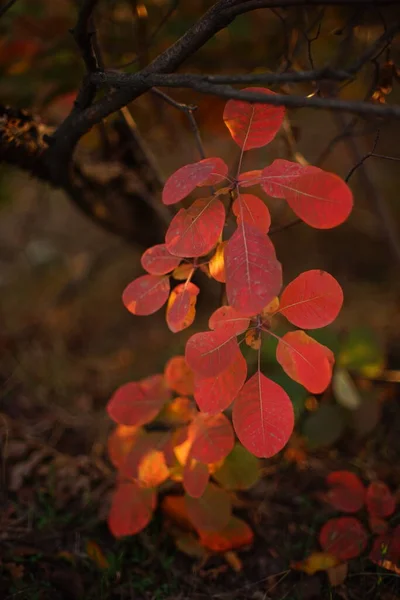 Magenta Incrível Deixa Galho Árvore Uma Floresta Outono Ensolarada Mágica — Fotografia de Stock