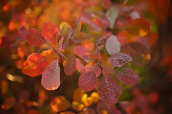 Increíbles Hojas Naranjas Vivas Una Rama Árbol Bosque Otoño Soleado — Foto de Stock