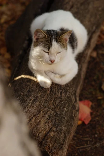 Λευκή Στικτή Γάτα Που Αναπαύεται Ένα Κούτσουρο Στον Κήπο Του — Φωτογραφία Αρχείου