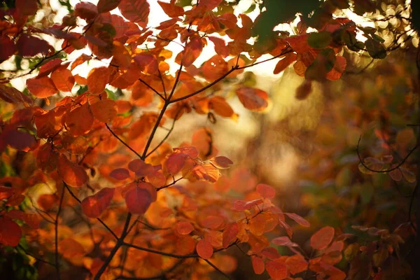 Verbazingwekkende Sinaasappelbladeren Een Boomtak Een Magisch Zonnig Herfstbos — Stockfoto