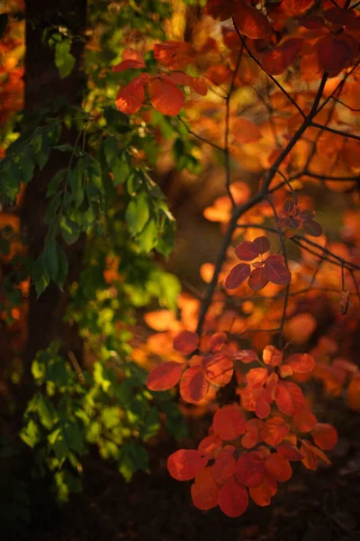 Удивительные Оранжевые Зеленые Листья Ветке Дерева Волшебном Солнечном Осеннем Лесу — стоковое фото