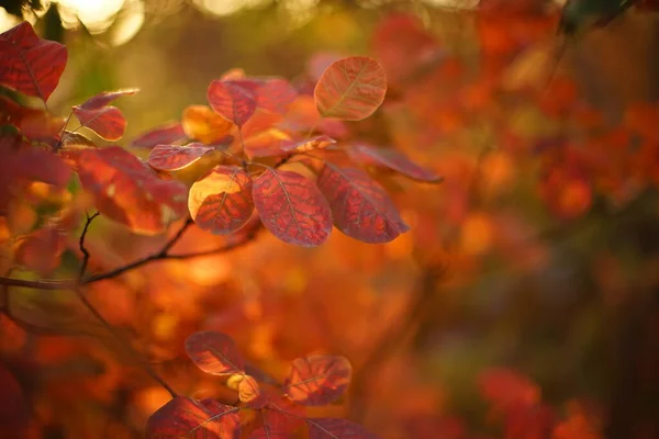 Leuchtend Orangefarbene Blätter Auf Einem Ast Einem Magischen Sonnigen Herbstwald — Stockfoto