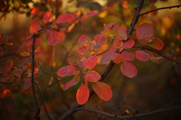 Niesamowite Czerwone Liście Gałęzi Drzewa Słonecznym Jesiennym Lesie — Zdjęcie stockowe