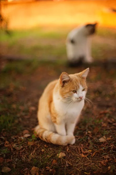 Прекрасная Рыжая Белая Кошка Сидит Осеннем Саду Белый Котёнок Сидит — стоковое фото