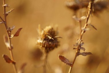 Sonbahar ormanlarında yetişen kuru, keskin kahverengi bitki..
