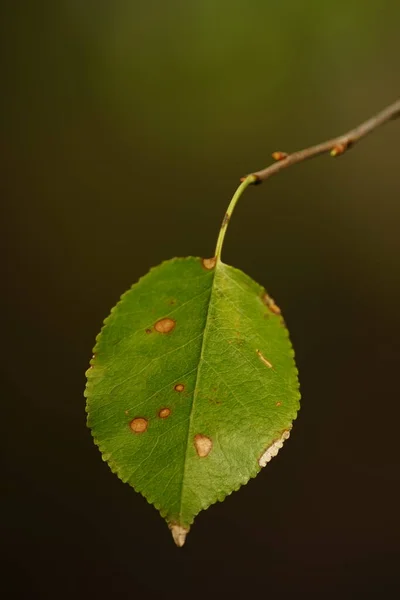 Petite Feuille Verte Tachetée Accrochée Branche — Photo