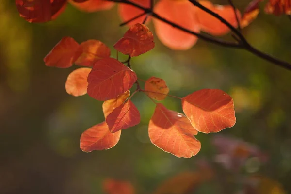 阳光充足的森林里的树枝上挂着鲜活的橙叶 — 图库照片