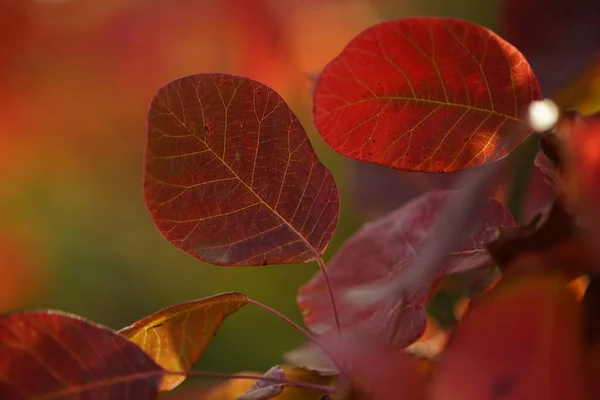 Feuilles Rouges Étonnantes Sur Une Branche Arbre Gros Plan — Photo