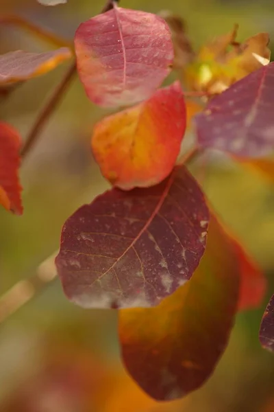 Καταπληκτικά Κόκκινα Και Πορτοκαλί Φύλλα Ένα Κλαδί Δέντρου Φθινόπωρο — Φωτογραφία Αρχείου