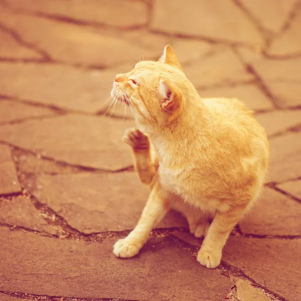 Gatto Zampa Graffi Pulci Ritratto All Aperto Pulci Zecche Negli — Foto Stock