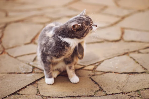 毛色灰蒙蒙的猫爪抓挠肖像画 家养动物的蚤和虱子 — 图库照片