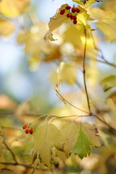 Rowan Θάμνος Χρυσά Ξηρά Φύλλα Και Κόκκινα Μούρα Μια Ηλιόλουστη — Φωτογραφία Αρχείου