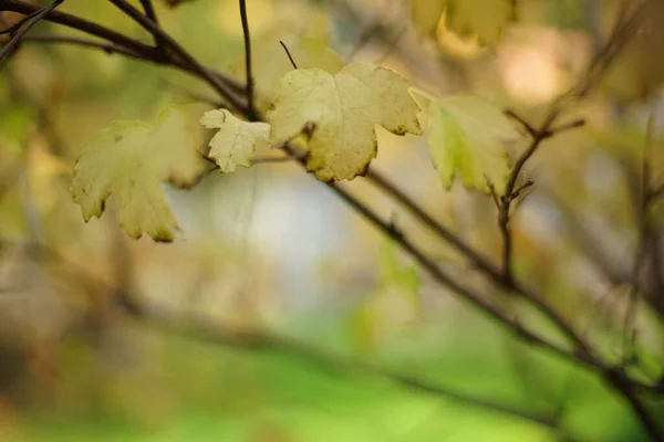 秋天的花园里 长满了金黄干叶的灌木 — 图库照片