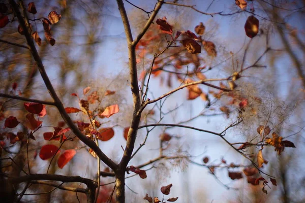 Thin Tree Red Brown Autumn Leaves Blue Sky Amazing Autumnal — Stock Photo, Image