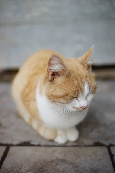 Ginger White Fluffy Cat Sleeps Stone Floor Outdoors — 스톡 사진