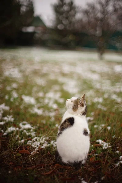 冬天的花园里坐着一只白斑猫 — 图库照片