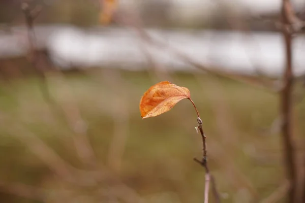 Appelboom Met Laatste Bruine Blad Wintertuin — Stockfoto