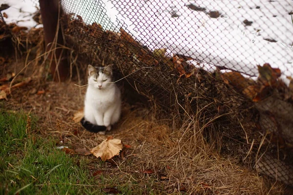 Weiße Fleckkatze Sitzt Wintergarten Neben Altem Zaun — Stockfoto