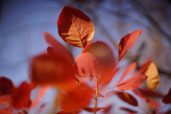 Červené Podzimní Listí Stromě Proti Modré Obloze Úžasná Podzimní Povaha — Stock fotografie