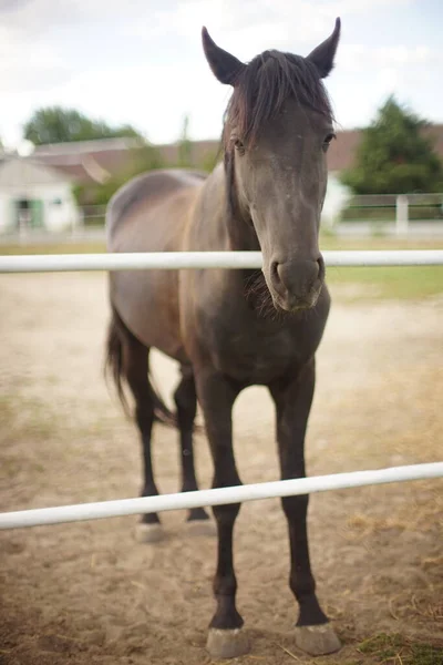 Full Length Portret Van Een Bruin Paard Grazen Een Ranch — Stockfoto