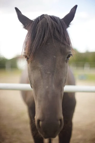 Retrato Close Cavalo Marrom Pastando Rancho Dia Outono — Fotografia de Stock