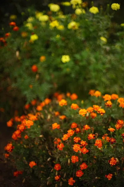Jardín Otoño Con Arbustos Flores Anaranjadas Amarillas — Foto de Stock