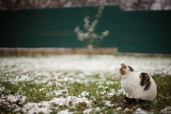 Gato Manchado Blanco Sentado Jardín Invierno Con Nieve —  Fotos de Stock