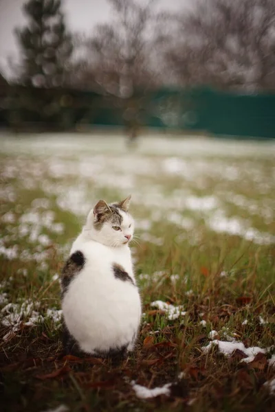 Vit Fläckig Katt Sitter Vinterträdgården Med Snö Gräset — Stockfoto