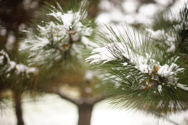 Ramo Pino Primo Piano Sulla Neve Inverno — Foto Stock