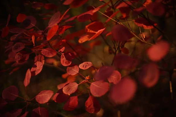 Δέντρο Κόκκινα Φύλλα Φθινοπώρου Σκούρο Μαύρο Φόντο — Φωτογραφία Αρχείου