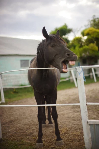 Cavalo Careta Mostra Dentes Cavalo Espirra Boceja — Fotografia de Stock