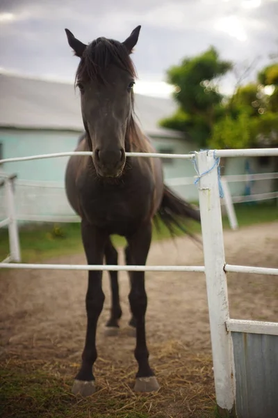 Retrato Cavalo Marrom Escuro Pastoreia Livre Dia Outono — Fotografia de Stock
