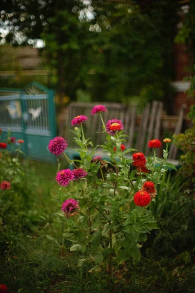 Jardín Otoño Con Flores Crisantemo Rosado Rojo — Foto de Stock