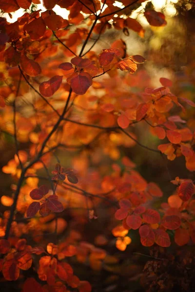 Leuchtend Orangefarbene Blätter Auf Einem Ast Sonnigen Herbstwald — Stockfoto