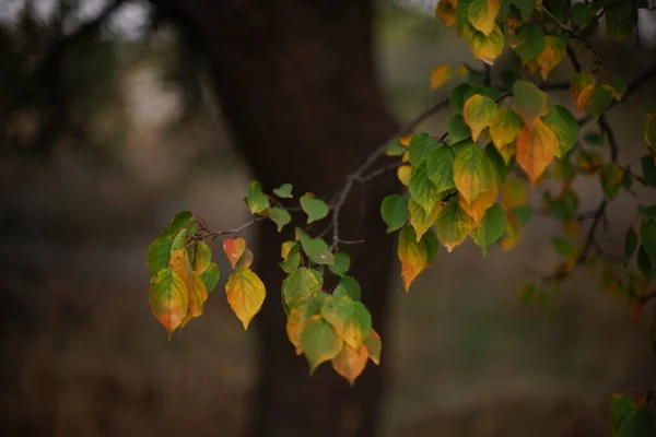 Apricot Tree Green Yellow Leaves Branch Autumn Garden — Stock Photo, Image