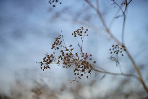 Droge Dille Groeien Blauwe Lucht Achtergrond — Stockfoto