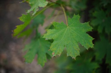 Ağaçta yeşil akçaağaç yaprağı var. Sonbahar ormanı.